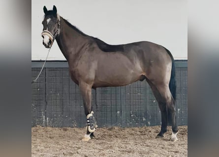 Irlandzki koń sportowy, Wałach, 8 lat, 170 cm, Gniada