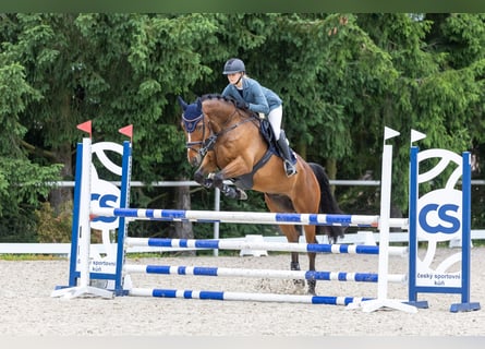 Irlandzki koń sportowy, Wałach, 8 lat, 170 cm, Gniada