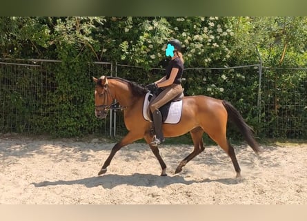 Irlandzki koń sportowy, Wałach, 10 lat, 155 cm, Gniada