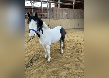 Irlandzki koń sportowy Mix, Wałach, 4 lat, 123 cm, Srokata