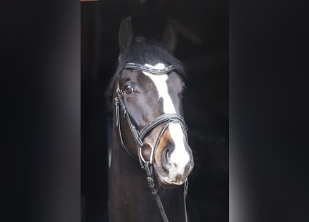 Irlandzki koń sportowy, Wałach, 4 lat, 165 cm, Skarogniada