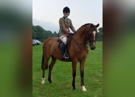 Irlandzki koń sportowy, Wałach, 5 lat, 163 cm, Gniada