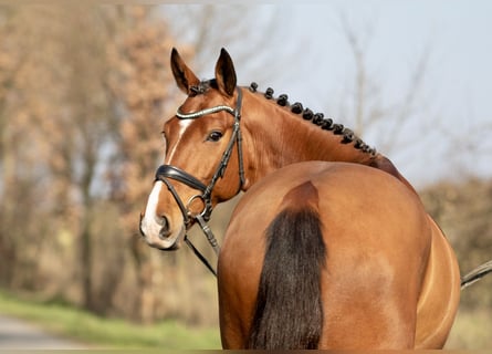 Irlandzki koń sportowy, Wałach, 6 lat, 164 cm, Gniada