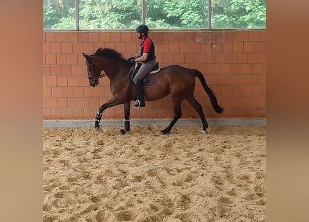 Irlandzki koń sportowy, Wałach, 6 lat, 170 cm, Gniada