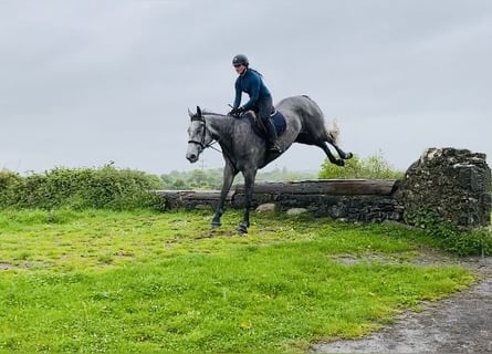 Irlandzki koń sportowy, Wałach, 6 lat, 174 cm, Siwa