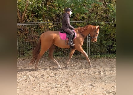 Irlandzki koń sportowy, Wałach, 7 lat, 160 cm, Kasztanowata