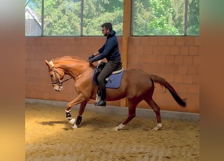 Irlandzki koń sportowy, Wałach, 7 lat, 168 cm, Kasztanowata