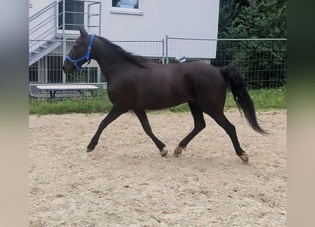 Irlandzki koń sportowy, Wałach, 8 lat, 158 cm, Kara