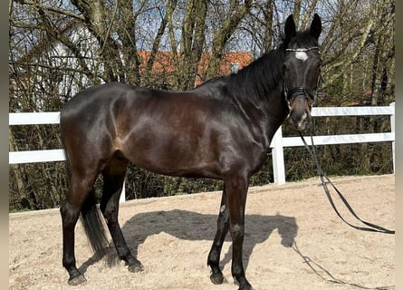 Irlandzki koń sportowy, Wałach, 8 lat, 165 cm, Ciemnogniada