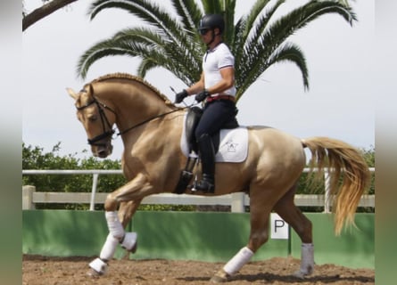 PRE, Étalon, 9 Ans, 174 cm, Perle