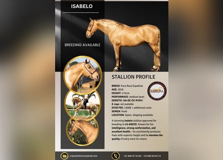 PRE, Stallion, 9 years, 17 hh, Pearl