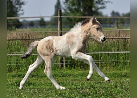 Islandais, Étalon, 1 Année, 145 cm, Pinto