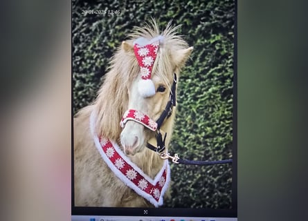 Islandais, Étalon, 2 Ans, 140 cm, Palomino