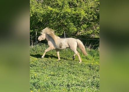 Islandais, Étalon, 3 Ans, 144 cm
