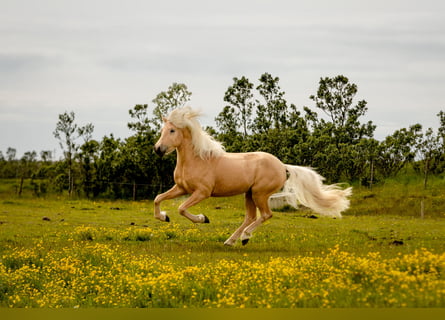Islandais, Étalon, 4 Ans, 143 cm, Palomino
