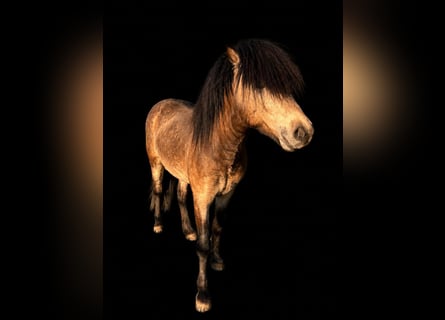 Islandais, Étalon, 5 Ans, 142 cm