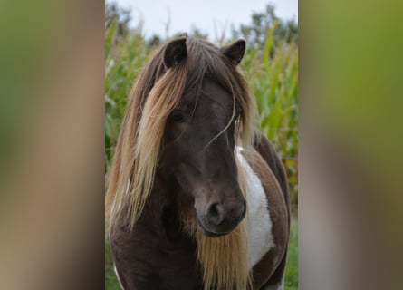 Islandais, Étalon, 5 Ans, 142 cm, Pinto
