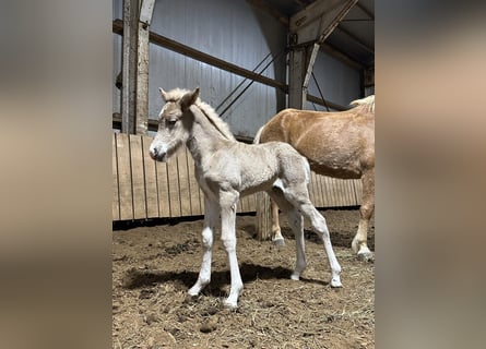 Islandais, Étalon, Poulain (05/2024), 144 cm, Perle