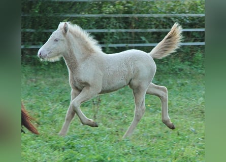 Islandais, Étalon, Poulain (05/2024), Cremello