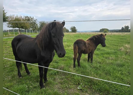 Islandais, Étalon, Poulain (04/2025), Noir