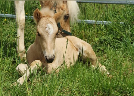 Islandais, Étalon, Poulain (04/2026), Palomino