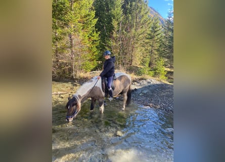 Islandais, Hongre, 11 Ans, 140 cm, Pinto