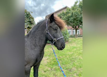 Islandais, Hongre, 11 Ans, 142 cm, Noir