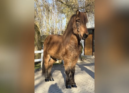 Islandais, Hongre, 11 Ans, 146 cm, Bai