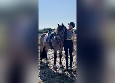 Islandais, Hongre, 12 Ans, 135 cm, Bai