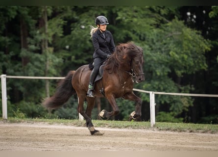 Islandais, Hongre, 12 Ans, 140 cm, Noir
