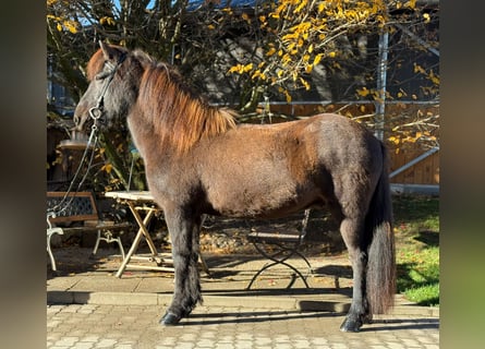 Islandais, Hongre, 12 Ans, 143 cm, Noir