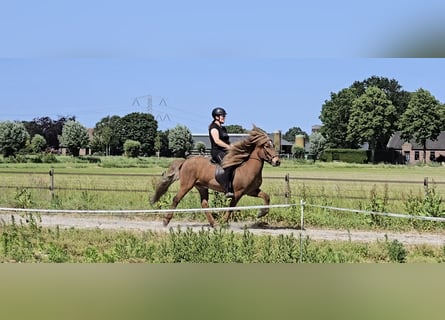 Islandais, Hongre, 13 Ans, 139 cm, Alezan brûlé