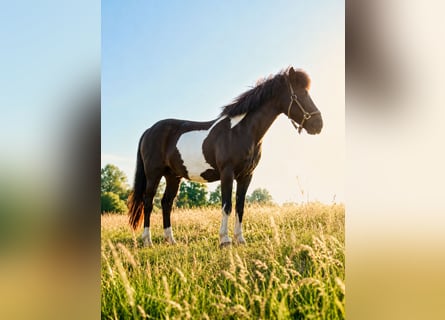 Islandais, Hongre, 13 Ans, 140 cm, Pinto