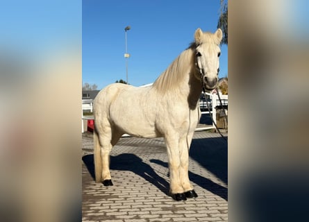 Islandais, Hongre, 13 Ans, 144 cm, Gris