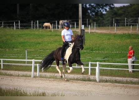 Islandais, Hongre, 13 Ans, 145 cm, Pinto