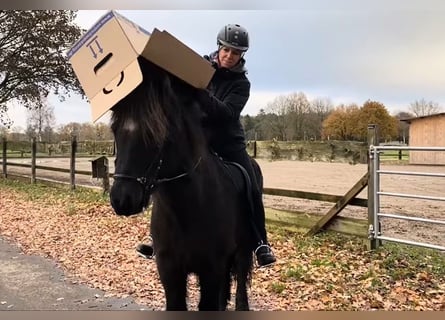 Islandais, Hongre, 14 Ans, 145 cm, Noir