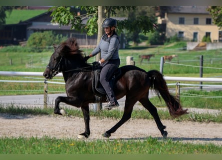 Islandais, Hongre, 15 Ans, Noir