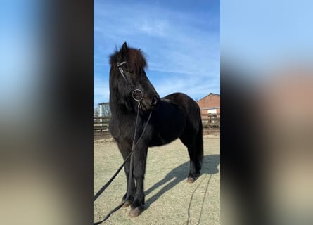 Islandais, Hongre, 16 Ans, 137 cm, Bai brun foncé
