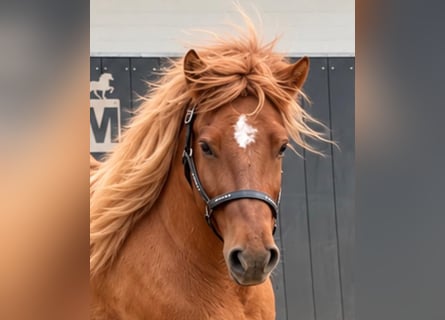 Islandais, Hongre, 3 Ans, 145 cm, Isabelle