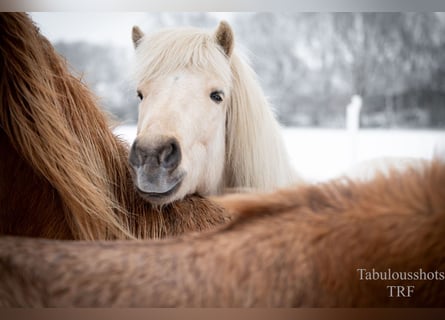 Islandais, Hongre, 3 Ans, Palomino