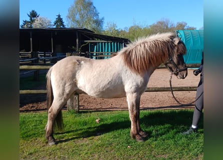 Islandais, Hongre, 4 Ans, 140 cm, Isabelle