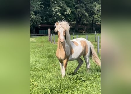 Islandais, Hongre, 4 Ans, 142 cm, Pinto