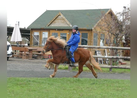 Islandais, Hongre, 5 Ans, 134 cm, Alezan
