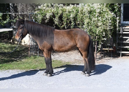 Islandais, Hongre, 5 Ans, 138 cm, Bai