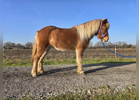 Islandais, Hongre, 5 Ans, 139 cm, Alezan