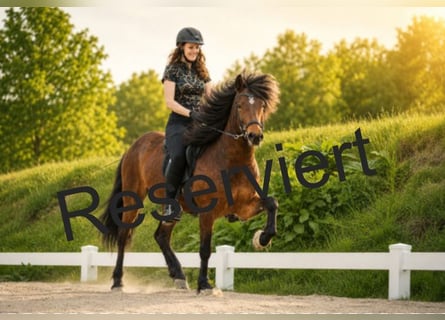 Islandais, Hongre, 5 Ans, 143 cm, Bai