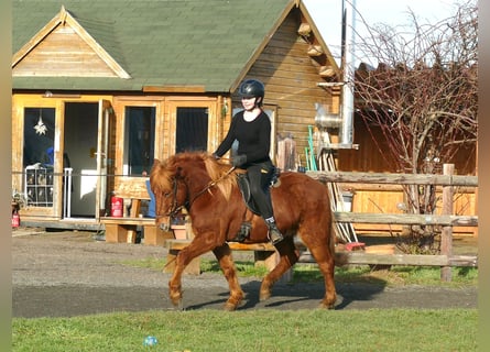 Islandais, Hongre, 5 Ans, 144 cm, Alezan