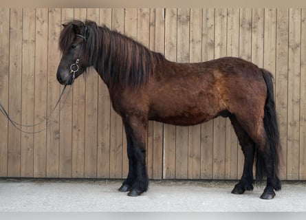 Islandais, Hongre, 5 Ans, Noir