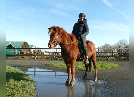 Islandais, Hongre, 6 Ans, 140 cm, Alezan