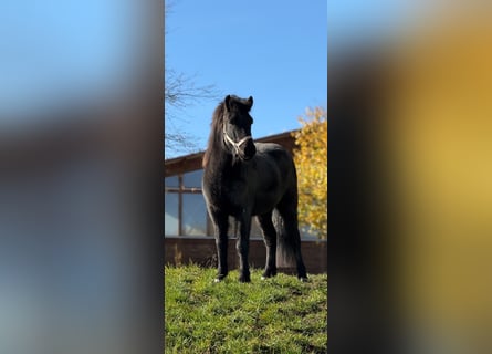 Islandais, Hongre, 6 Ans, 140 cm, Noir